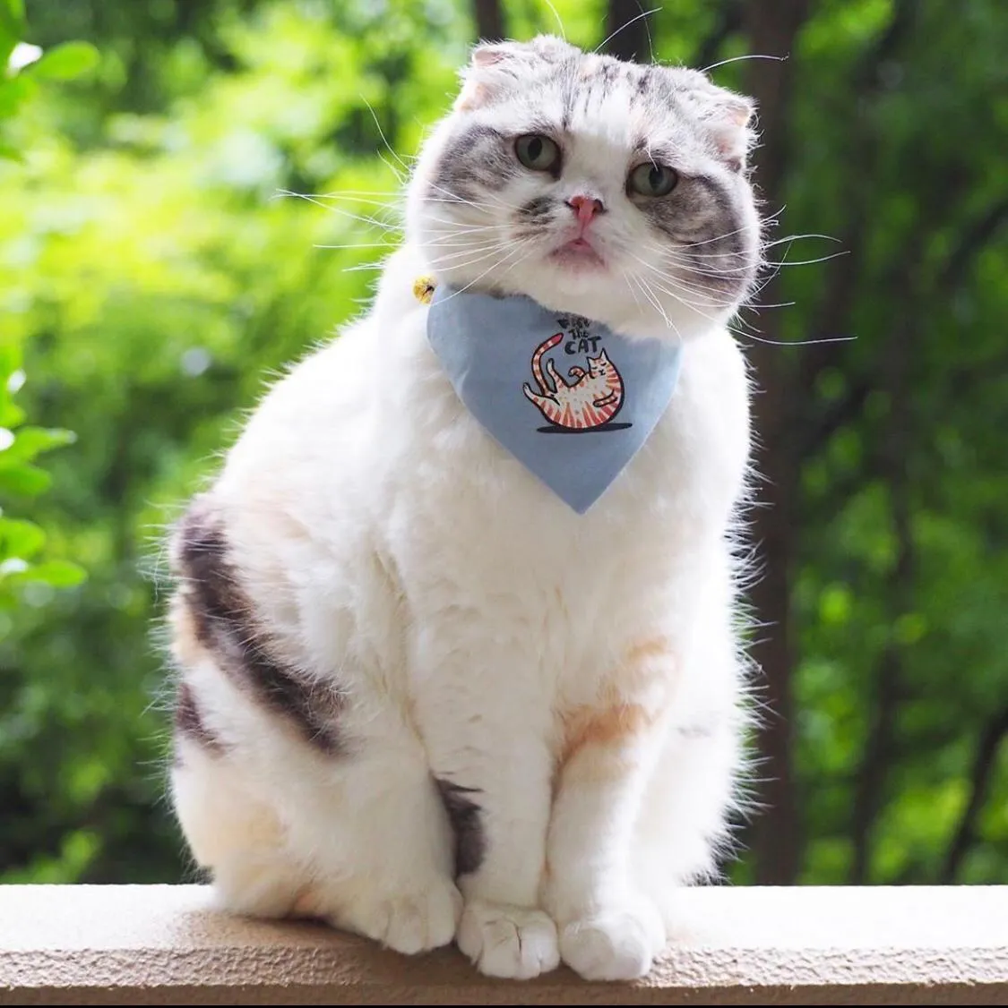 Cat collar - Fat The Cat