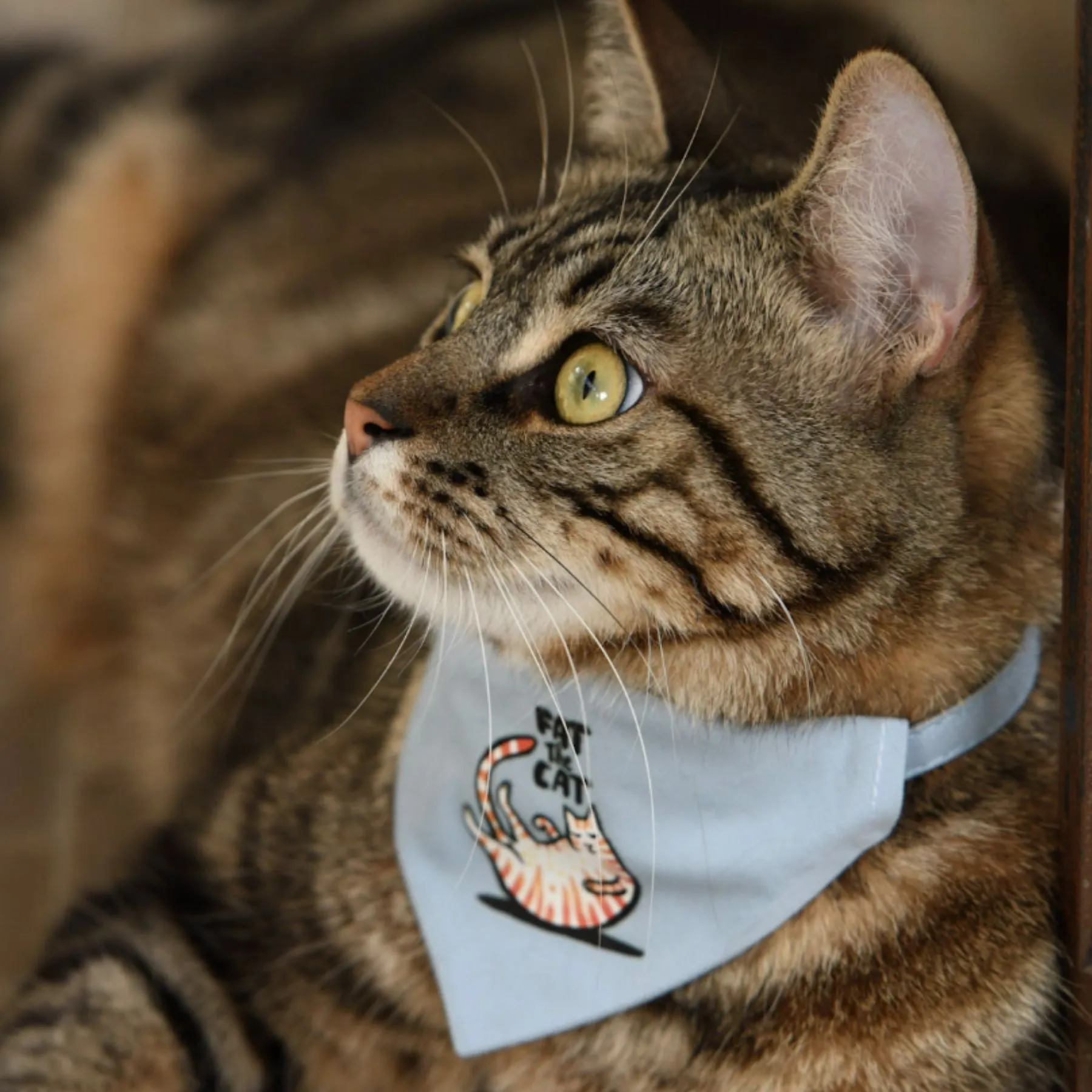 Cat collar - Fat The Cat